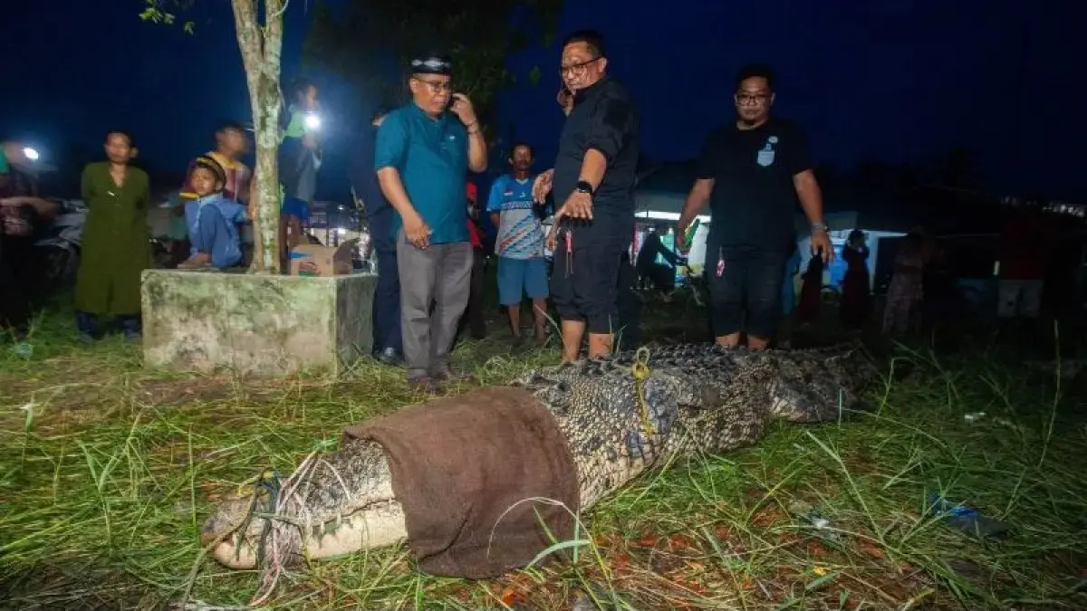 Tim Respons Cepat Balai Pengelolaan Kelautan (Balai PK) Pontianak mengamankan buaya muara berukuran panjang 4,5 meter dari area tambak warga di Desa Jelu Air, Kabupaten Sambas, Kalimantan Barat, setelah terjerat jaring, Senin (27/7/2026). (ANTARA/Sealife Indonesia)