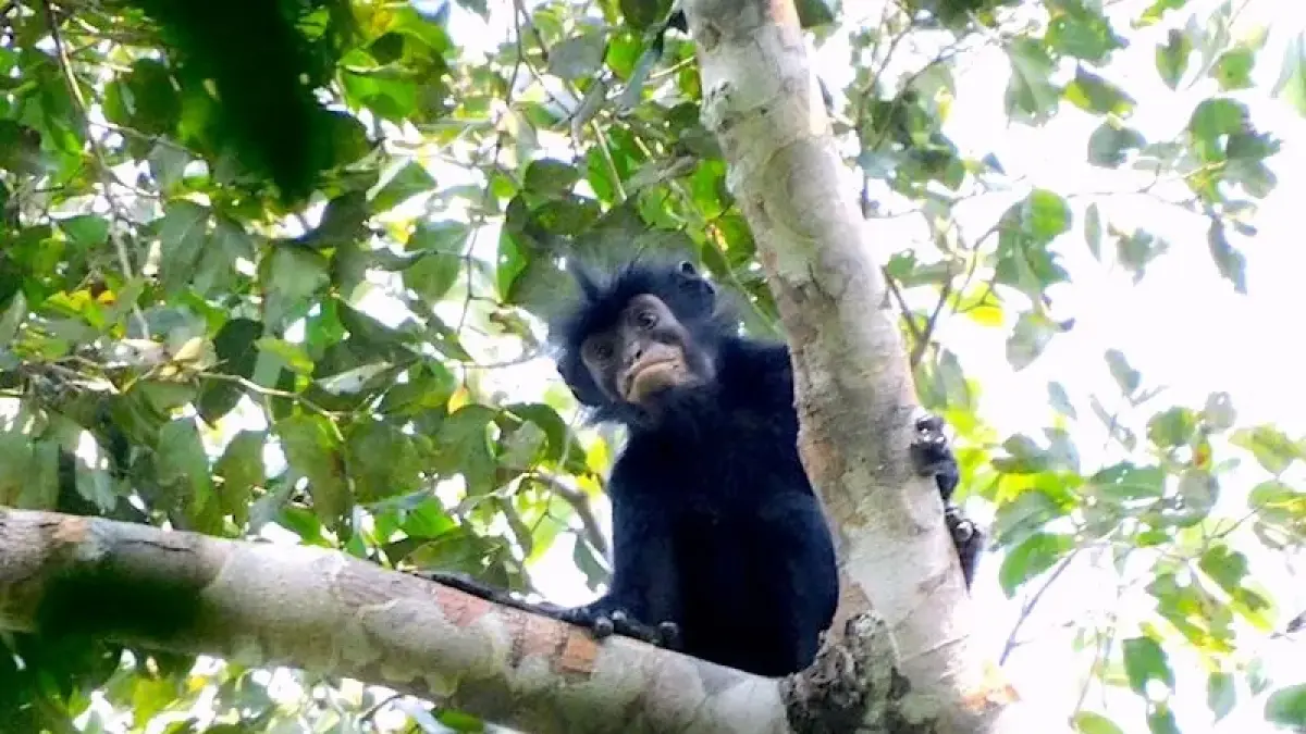 Colobus congoensis