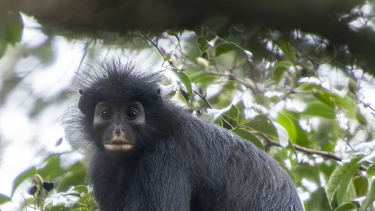 Colobus congoensis