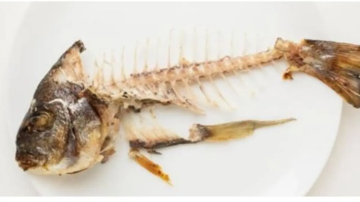 Ilustrasi tulang ikan.