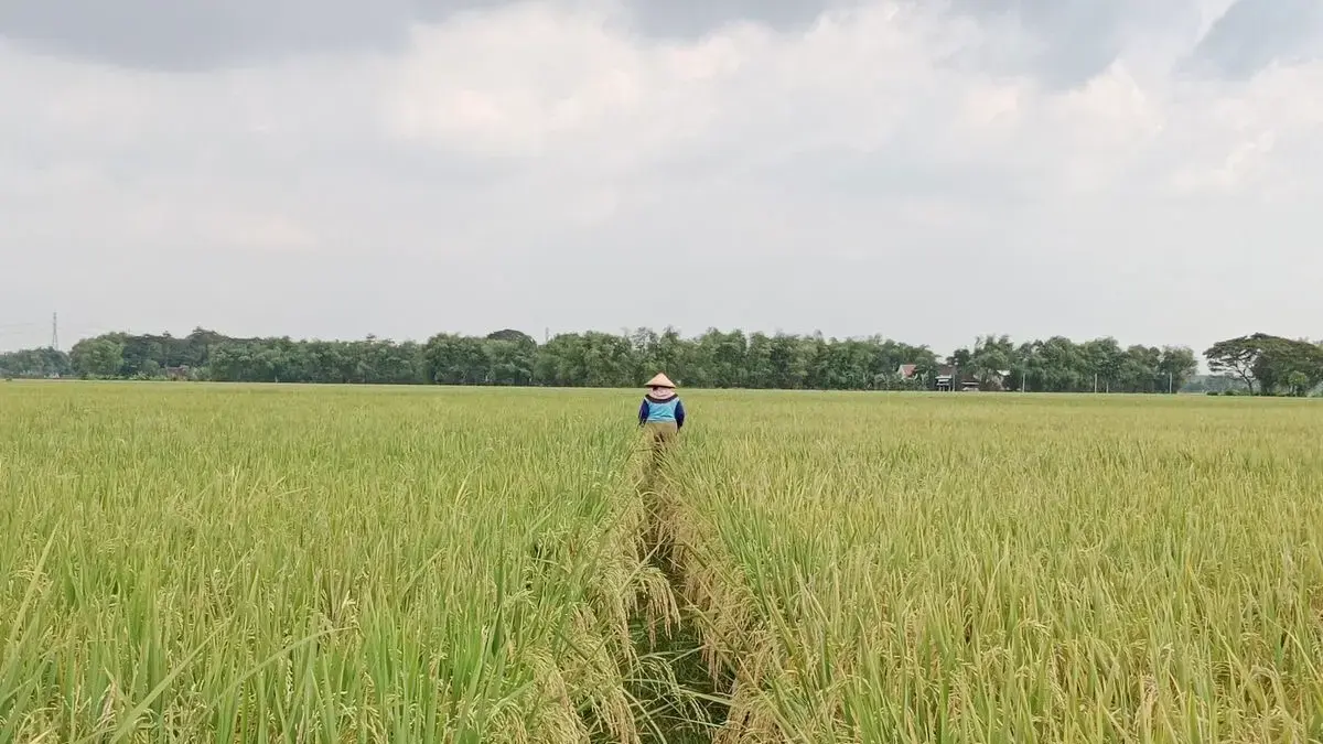 Ilustrasi padi sawah.