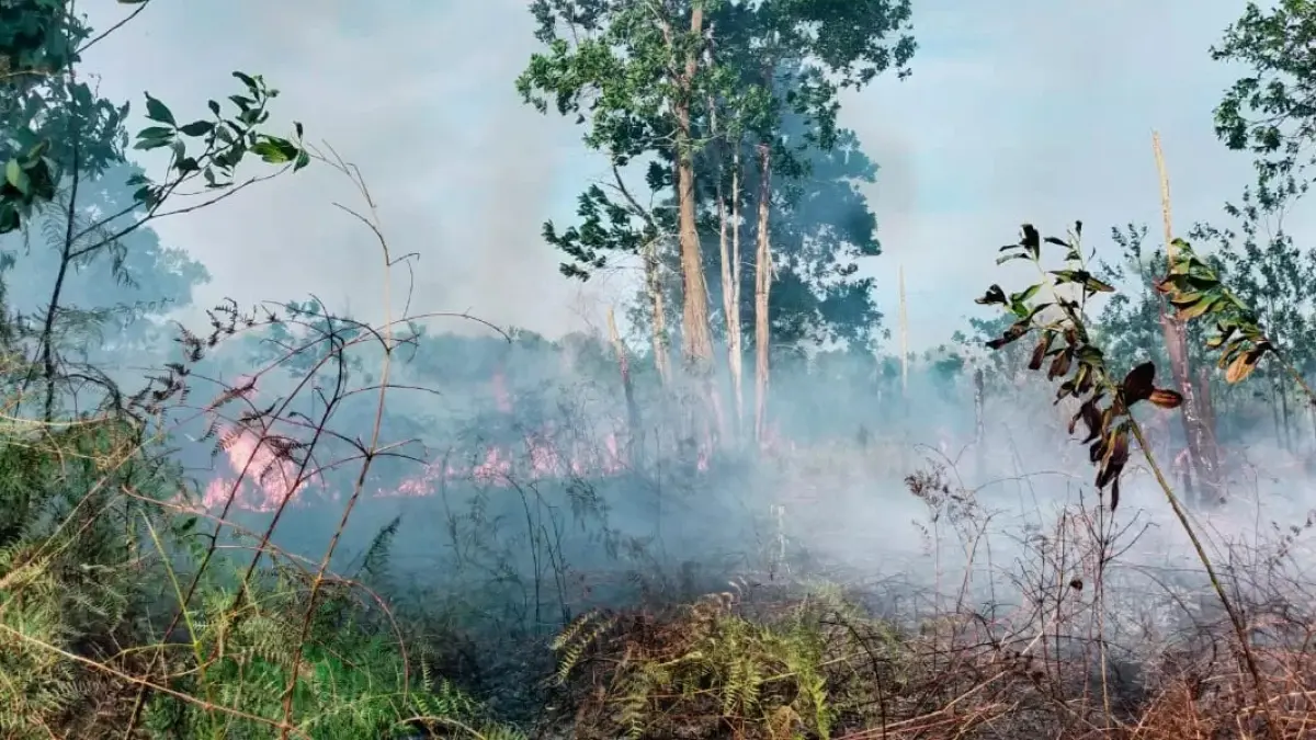 Keringnya dedaunan memicu api cepat membesar di lahan Berau.