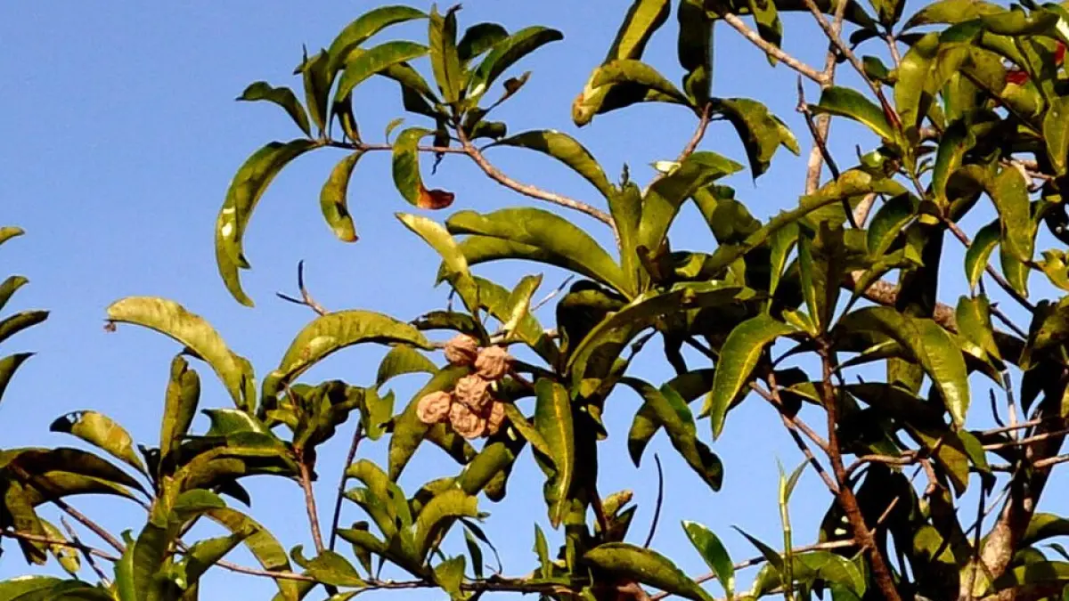 Pohon rengas