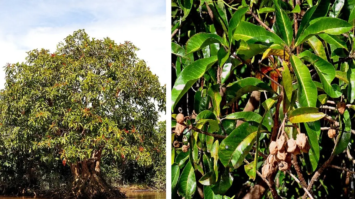 Pohon rengas di daerah pasang surut.