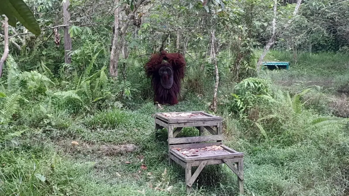 Orangutan yang berada di kawasan Samboja Lestari. (ARIF FADILLAH/Balpos)