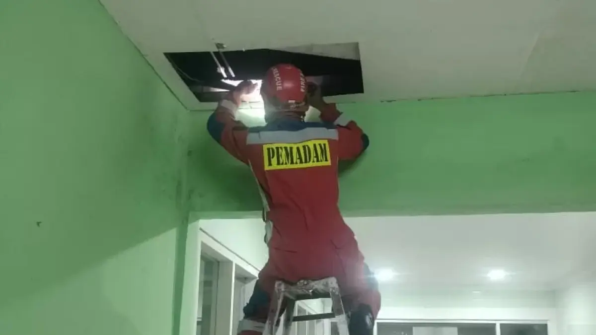 Tim Disdamkarmat saat melakukan penanganan lebah yang berkeliaran di sekitar ruang perawatan RSUD AWS. 