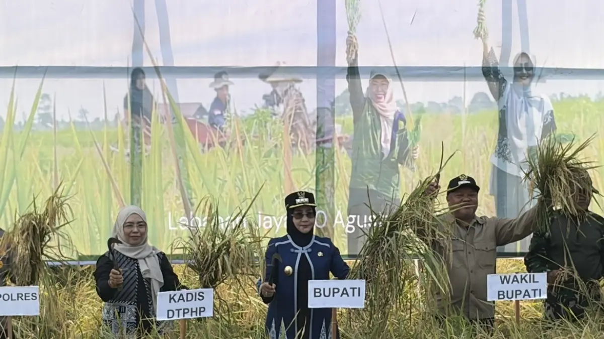 ILUSTRASI: Jadwal tanam padi di Kabupaten Berau diperkirakan mundur hingga awal atau pertengahan Oktober 2026 karena hujan belum turun. IZZA/BERAU POST