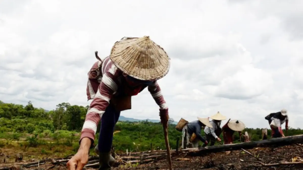 Nugal berarti menanam padi di ladang. Aktivitas ini jamak dilakukan oleh masyarakat adat di Kalimantan Barat. Namun, tak jarang aktivitas nugal dikaitkan sebagai penyebab kebakaran hutan dan lahan. ARIEF NUGROHO/PONTIANAK POST