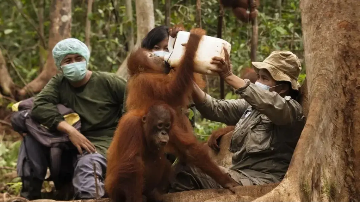 Petugas Yayasan BOS melakukan rehabilitasi orangutan di pusat konservasi sebagai bagian dari upaya penyelamatan dan pelepasliaran orangutan Kalimantan. (ANTARA/Yayasan BOS)