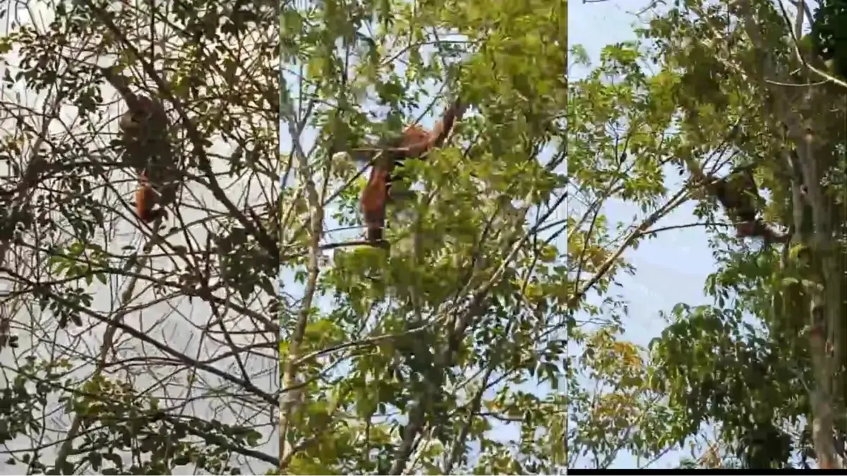 Orangutan kabur saat hutannya terbakar.(Screenshoot)