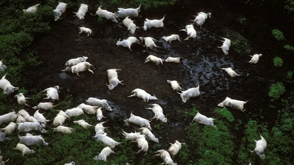 Ternak yang mati akibat menghirup Co2 dari Danau Nyos, Kamerun.