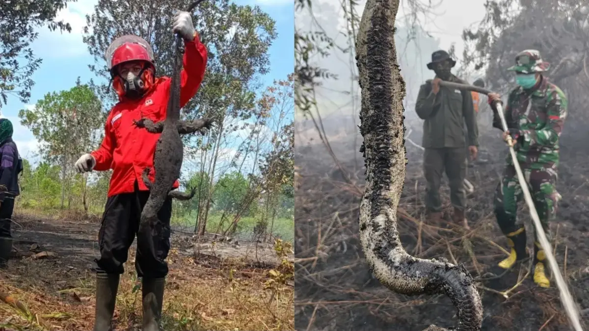 Beberapa hewan liar mati akibat karhutla.