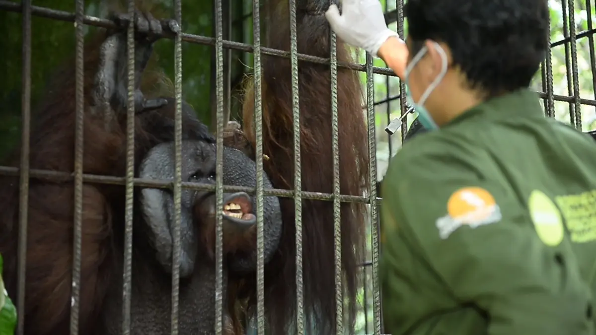 Pusat Rehabilitasi Orangutan BORA Labanan yang berada di Kawasan Hutan dengan Tujuan Khusus (KHDTK) Labanan, Kabupaten Berau, Kalimantan Timur.