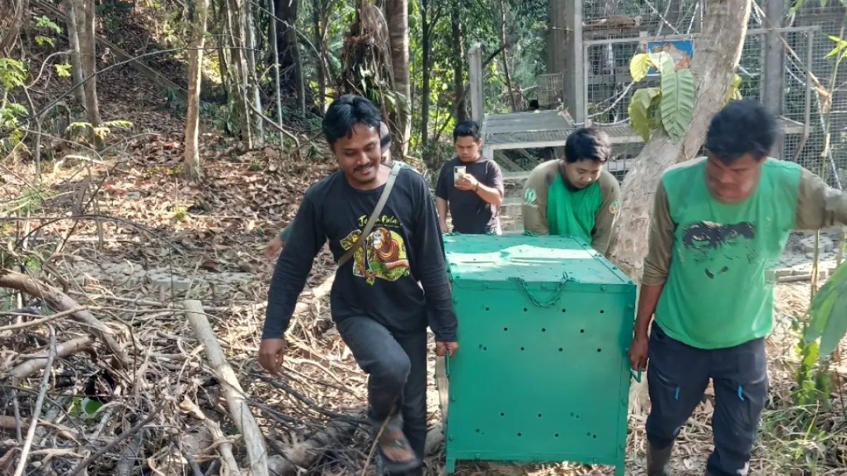 Evakuasi belasan orangutan di Samboja. (Yayasan Jejak Pulang)