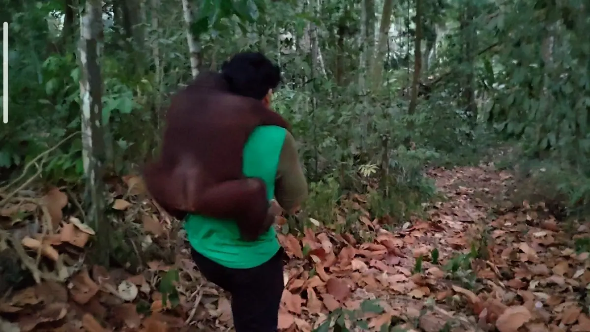 Evakuasi orangutan di Samboja. (Yayasan Jejak Pulang)
