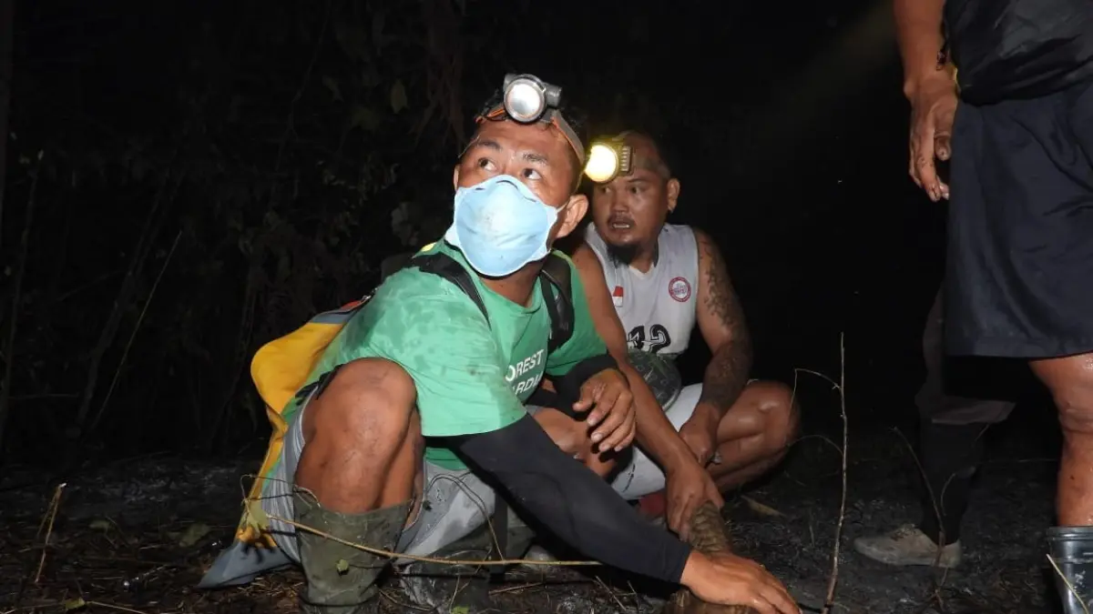 Trenggiling ditemukan terluka.