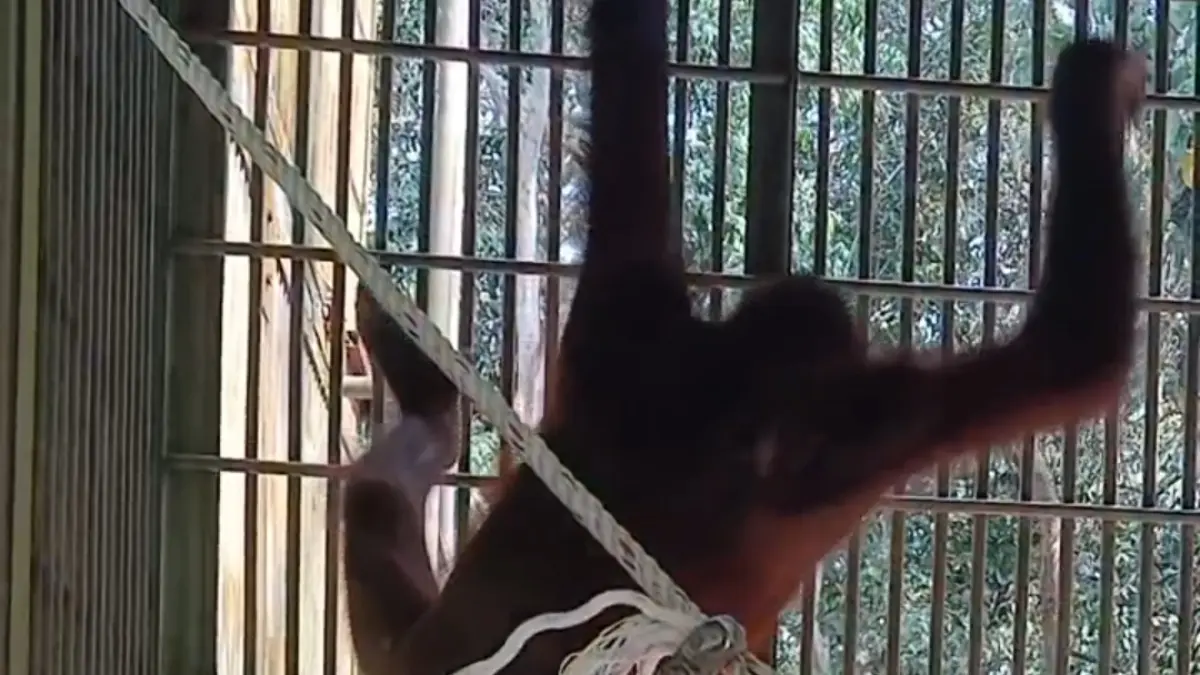 Orangutan yang berhasil dievakuasi.