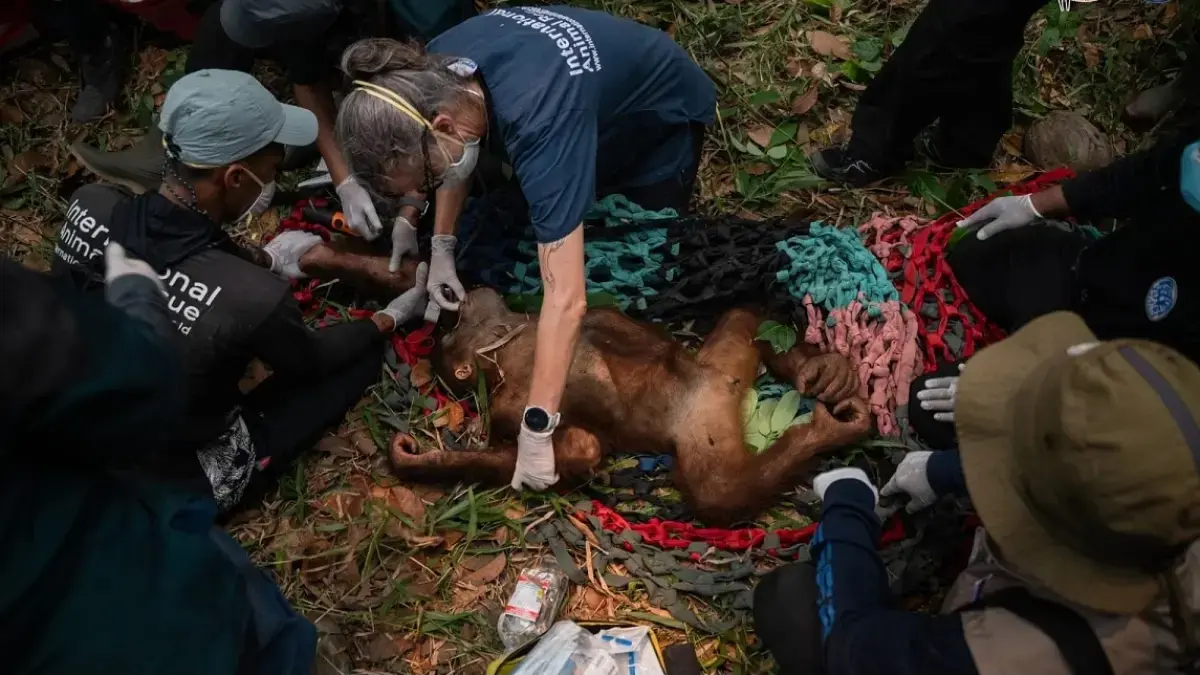 Tim BKSDA Kalbar dan YIARI mengevakuasi orangutan yang terjebak di perkebunan warga di Desa Pemangkat, Kecamatan Simpang Hilir, Kayong Utara. Karhutla memutus jalan pulang enam orangutan menuju hutan, sementara kobaran api berada sekitar 200 meter dari lokasi penyelamatan. (YIARI)