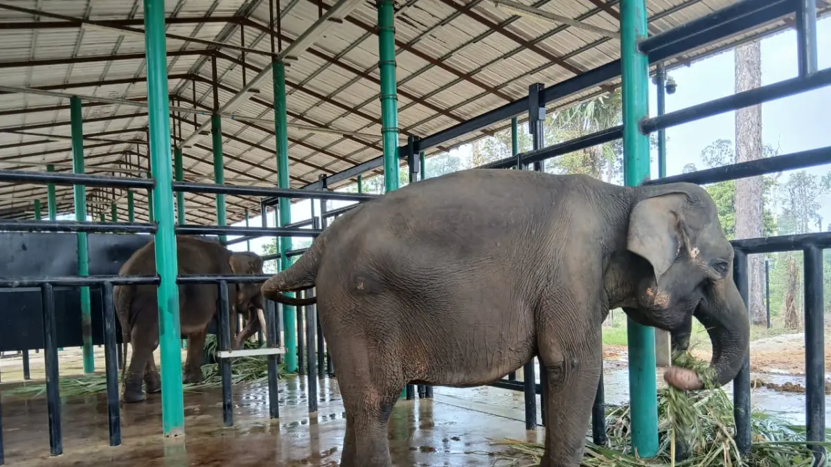 Gajah Sumatera.