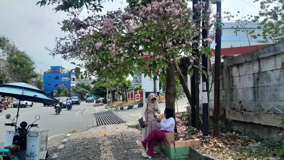 Bunga Tabebuya merah muda mekar di Balikpapan.
