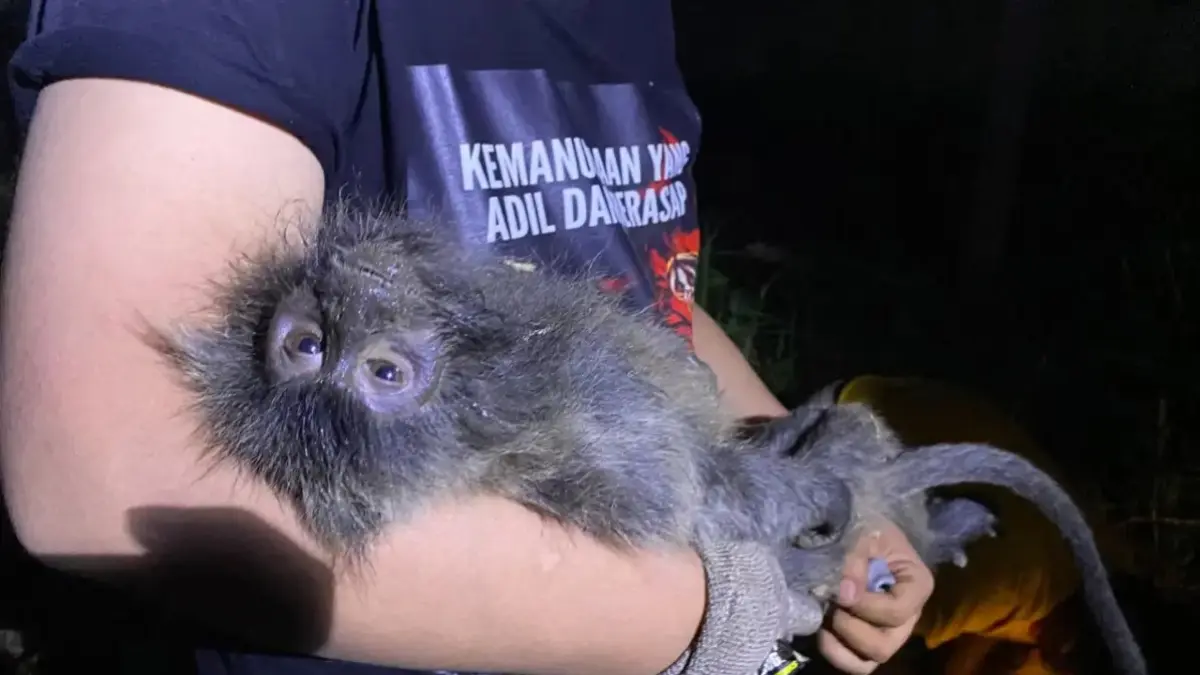 Aktivis lingkungan Harie membawa lutung yang mati.(Dok pribadi)