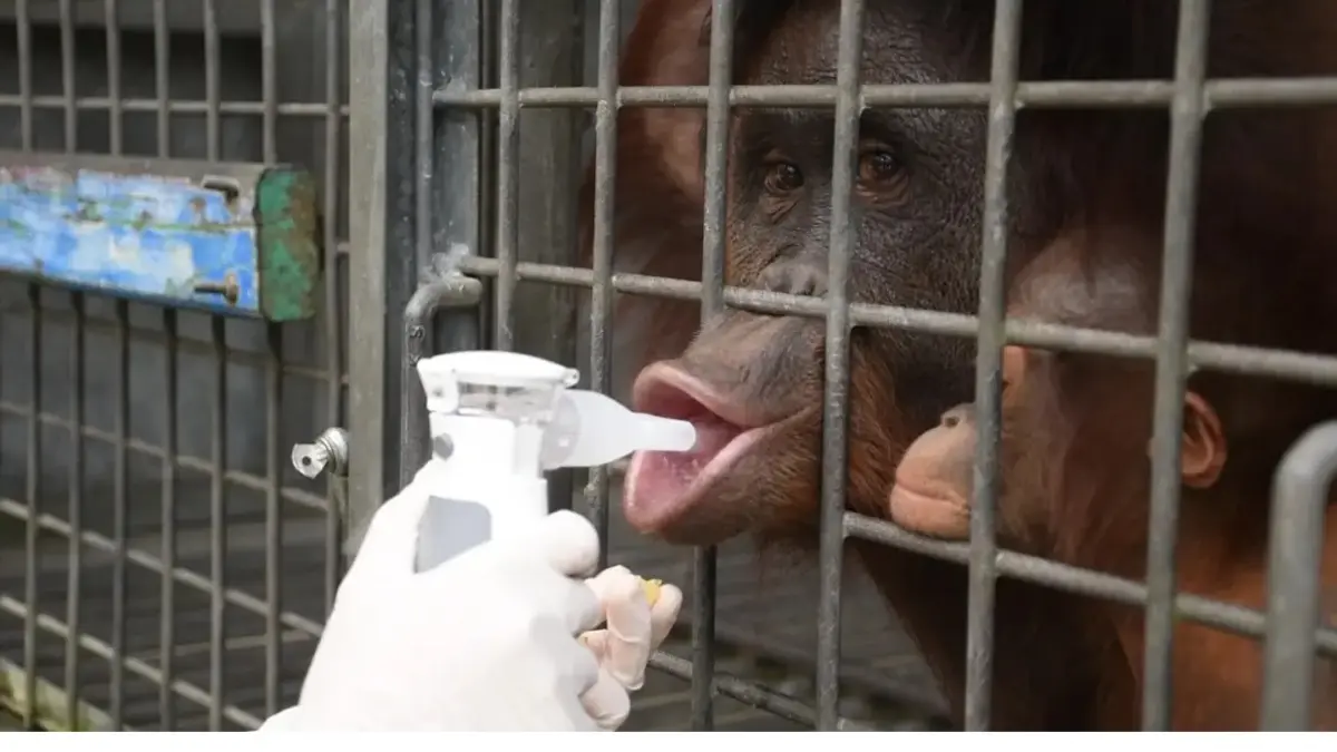 Orangutan yang mengalami ISPA menjalani terapi nebulizer untuk membantu mengatasi gangguan pernapasan. (ist)