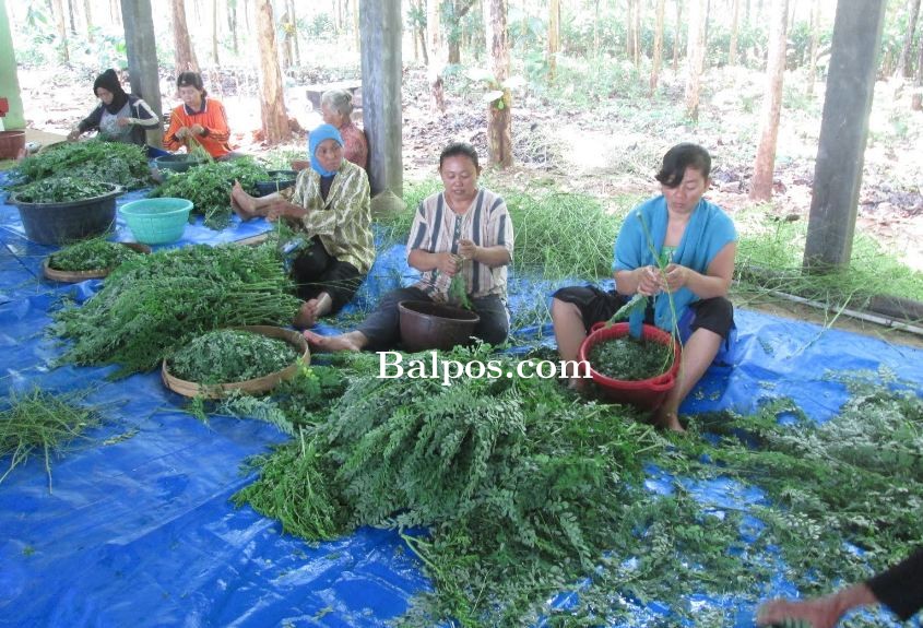 Ilustrasi panen daun kelor