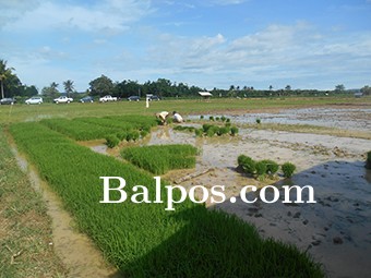 LUMBUNG PANGAN: DPRD PPU berharap Dinas Pertanian memberikan perhatian khusus ke petani dalam mengahadapi musim tanam gadu.