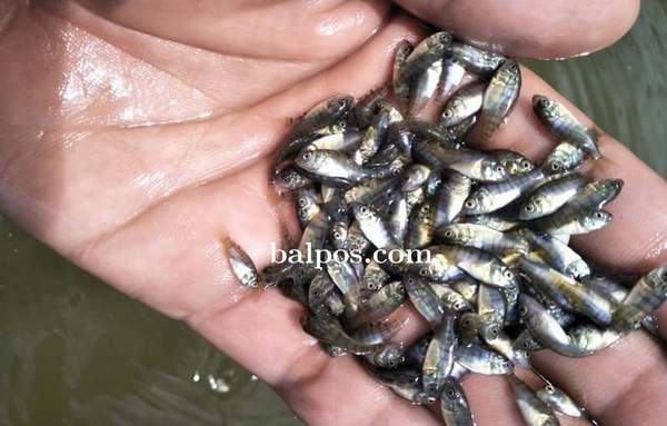 RUGI:Ribuan bibit ikan air tawar di Balikpapan hanyut akibat terbawa banjir pada Rabu (16/3).