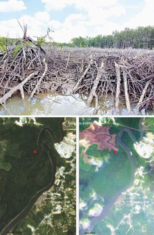 DIBABAT LAGI: Foto yang dirilis Pokja Pesisir, terjadi pembabatan hutan mangrove di kawasan DAS Sungai Wain di titik kordinat S : 01.176.130 E : 116.832.450