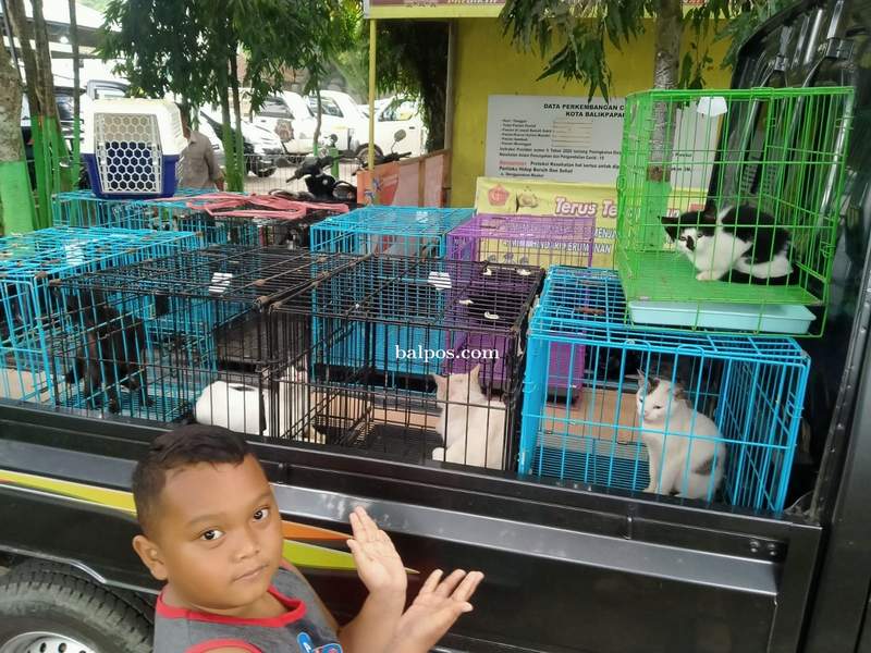 DISTERILKAN: Puluhan kucing jantan pasar Sepinggan ditangkap untuk dilakukan sterilisasi guna menekan angka perkembangan hewan ini. (IST)