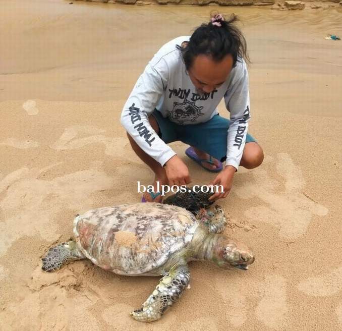 HEWAN LANGKA: Bangkai seekor penyu hijau ditemukan di Pantai Benua Patra, Balikpapan pada Selasa (16/5) pagi. Penyu ditemukan dalam kondisi sirip depan bagian kiri terlilit tali yang diberi pemberat batu. (Foto : Dokumentasi Kushardiyanto Priyoredjo)