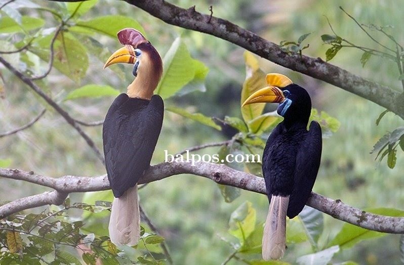 MULAI PUNAH:Obyek wisata Tahura Lati Petangis, di Desa Petangis, Kecamatan Batu Engau memiliki berbagai satwa langka khas Kalimatan seperti Burung Rangkong. (FOTO:ISTIMEWA)