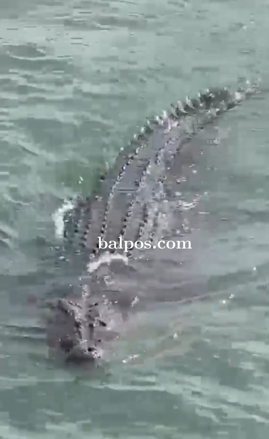 PANTAU: Kemunculan seekor buaya di perairan kilang Pertamina Balikpapan, akan terus dipantau BKSDA SKW III Balikpapan. (IST)