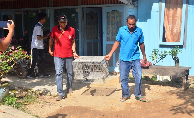 DILINDUNGI: Balai Konservasi Sumber Daya Alam (BKSDA) Kalimantan Timur, mengevakuasi burung Enggang yang dipelihara seorang warga di kawasan Kelurahan Rinding, Kecamatan Teluk Bayur. Burung Enggang termasuk satwa yang dilindungi undang-undang.