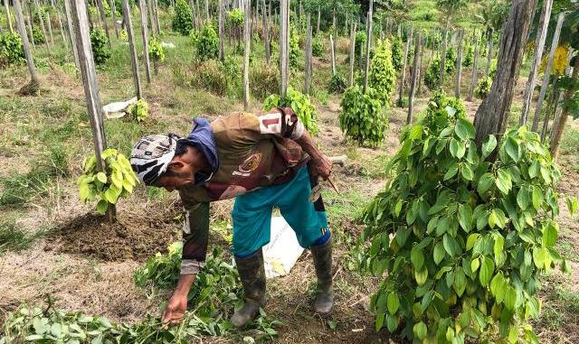 MAKSIMALKAN: Pemanfaatan lahan tidur menjadi produktif dalam pengembangan sektor perkebunan.