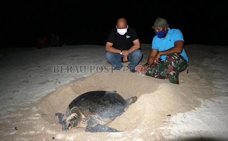 DAYA TARIK: Wakil Bupati Berau Agus Tantomo saat menyaksikan penyu bertelur di Pantai Kiani, Pulau Derawan, Kamis (17/9) malam.