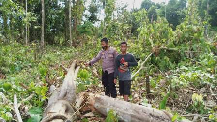 LOKASI KEJADIAN: Seorang petani tewas tertimpa pohion saat sedang mengecek ladang.