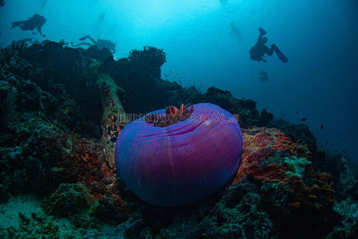 BERGAIRAH LAGI: Wisatawan saat menyelam di Maratua, beberapa waktu lalu.