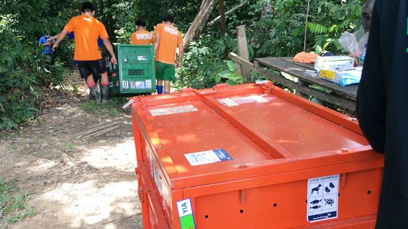 LEPASLIARKAN: Dua orang utan akan dilatih lebih dulu sebelum dilepasliarkan.