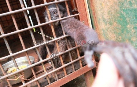 AMANKAN: SKW I BKSDA Kaltim mengamankan seekor Owa Kalimantan dari masyarakat Tumbit Melayu.