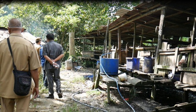 CEK TERNAK WARGA: Pertanian dan Peternakan Berau, mengecek ternak babi di Kampung Maluang dan Paribau yang terserang virus African Swine Fever (ASF), beberapa waktu lalu.