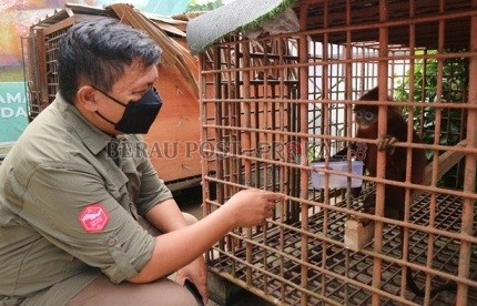 DISITA: Lutung merah yang disita BKSDA dari salah seorang warga Kampung Labanan Makarti, Kecamatan Teluk Bayur.