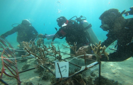 UPAYA REHABILITASI: Pengurus Pokdarwis Sumping Nusa bersama pembina HPI Berau Agus Tantomo, melakukan transplantasi terumbu karang di laut Pulau Derawan, Sabtu (2/10) lalu.