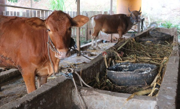 CEGAH PENYAKIT: Peternak sapi diminta selalu menjaga serta memperhatikan kesehatan hewan ternaknya untuk mencegah penyakit mulut dan kuku.