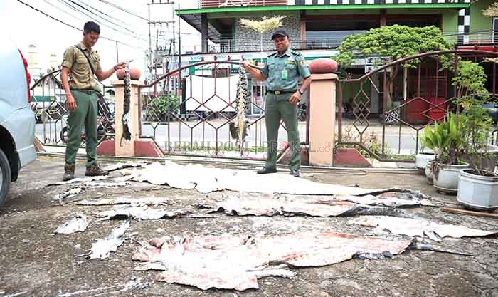 KULIT BUAYA: Petugas BKSDA SKW I Berau memperlihatkan kulit buaya hasil serahan dari petugas Polres Berau, Senin (18/7).