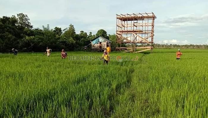 BAKAL DIHAPUS: Sejumlah subsidi pupuk bakal dipangkas, sehingga hasil pertanian diprediksi melonjak tajam.