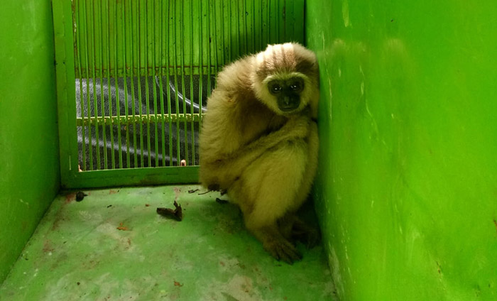 SATWA DILINDUNGI: Seksi Konservasi Wilayah I Balai Konservasi Sumber Daya Alam (BKSDA) Kaltim mengamankan owa berjenis kelamin jantan dewasa.