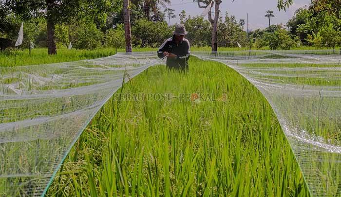 ADA POTENSI: Distanak Berau meyakini Berau mampu memproduksi padi lebih banyak lagi dan mampu secara mandiri memenuhi kebutuhan masyarakat Berau.