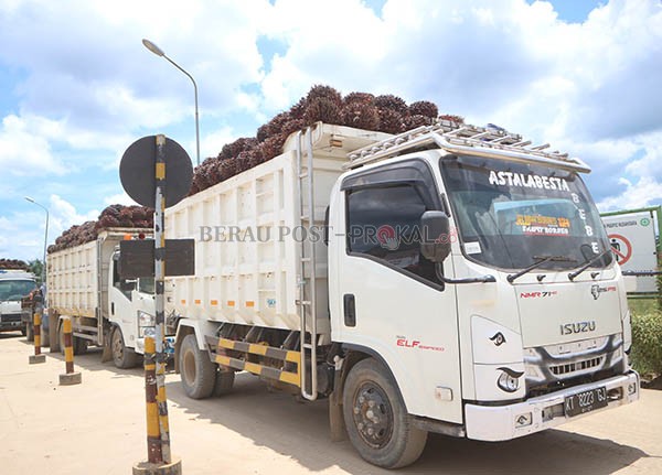BERANGSUR MEMBAIK: Harga TBS sawit mengalami kenaikan Rp 200 pada 31 Agustus lalu.